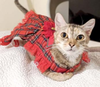 Pet of the Week